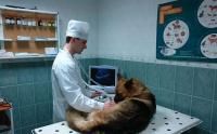 Ветеринарная клиника Центр  Москва