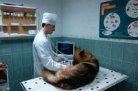 Ветеринарный кабинет №1  Екатеринбург